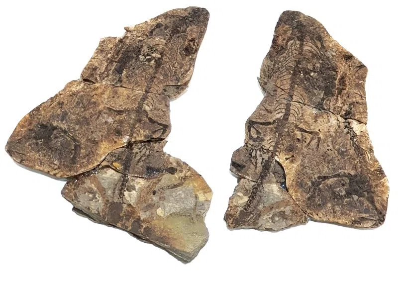 Barasaurus besairiei Reptil Fossil (Fossilien) BA12